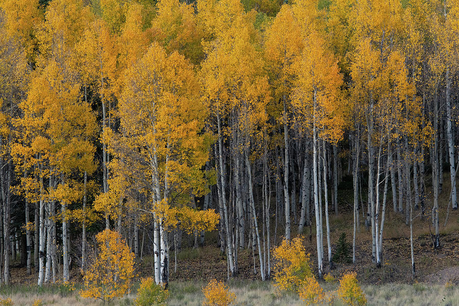Golden Aspen Glade at Peak Photograph by Cascade Colors