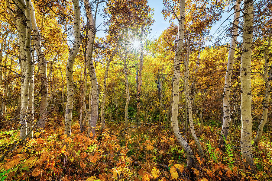 Golden Aspen Grove Photograph by Matt Hammerstein