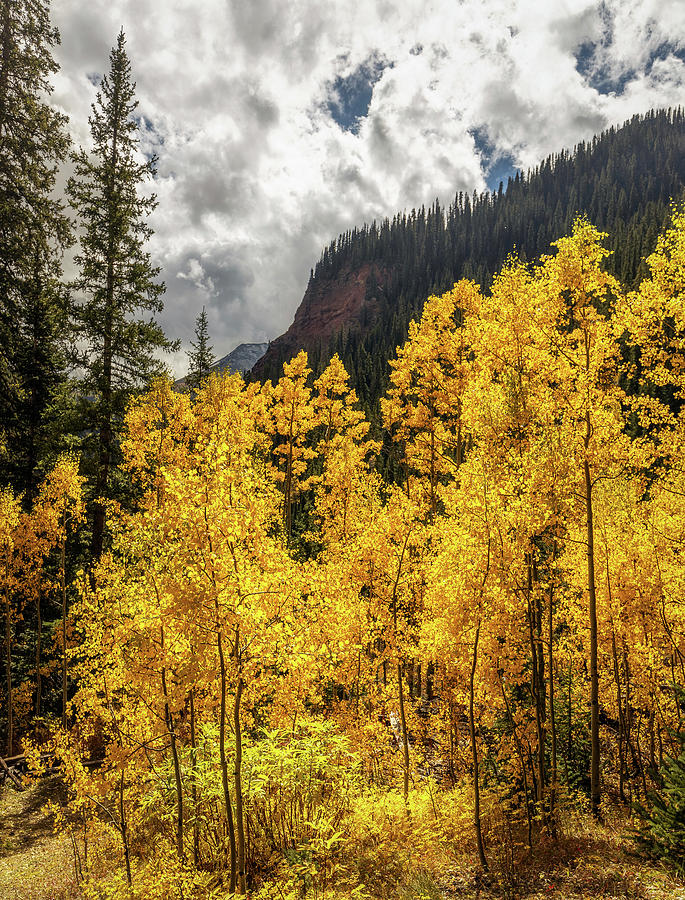 Golden Aspen on the trail to Ice Lake Photograph by Bradley Morris