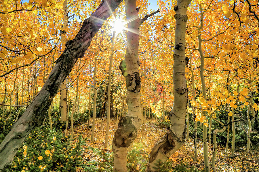 Golden Aspen Stand Photograph by Donna Kennedy