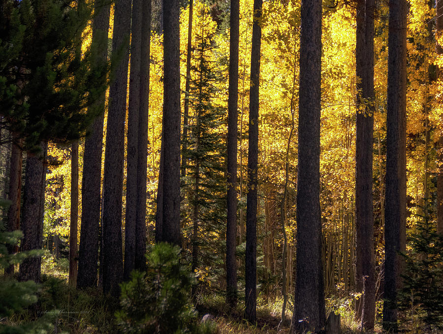 Golden Aspen Thru Lodgepole Pine Photograph by Sam Sherman