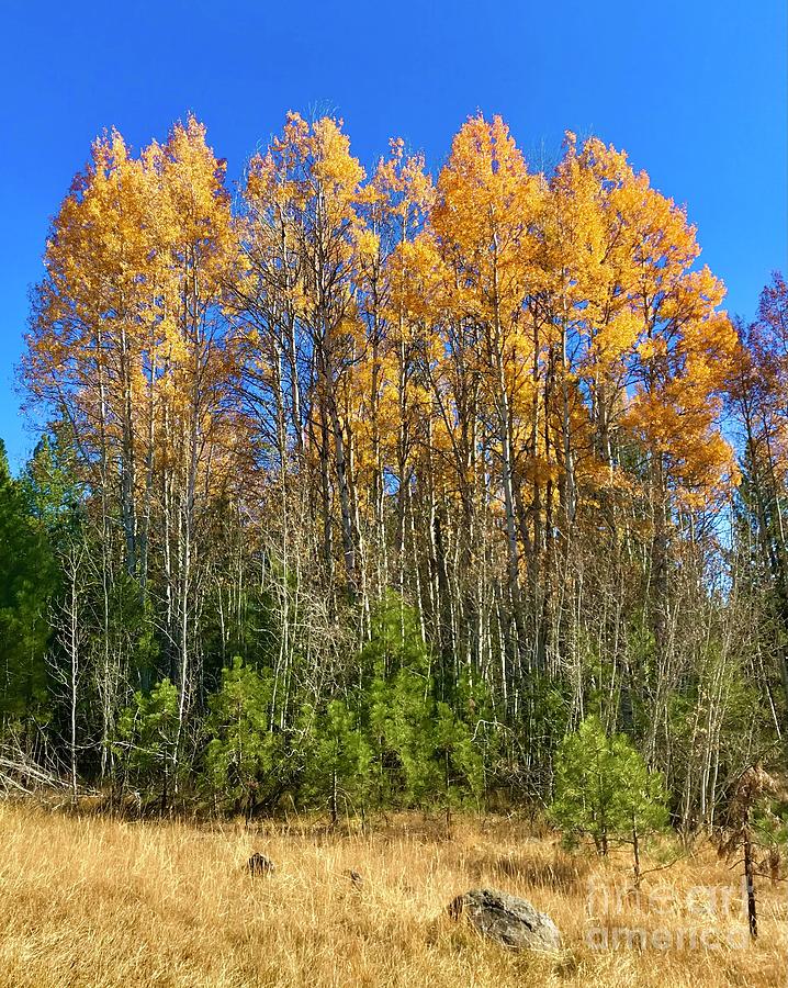 Golden Aspens Photograph by Becky Miller - Fine Art America