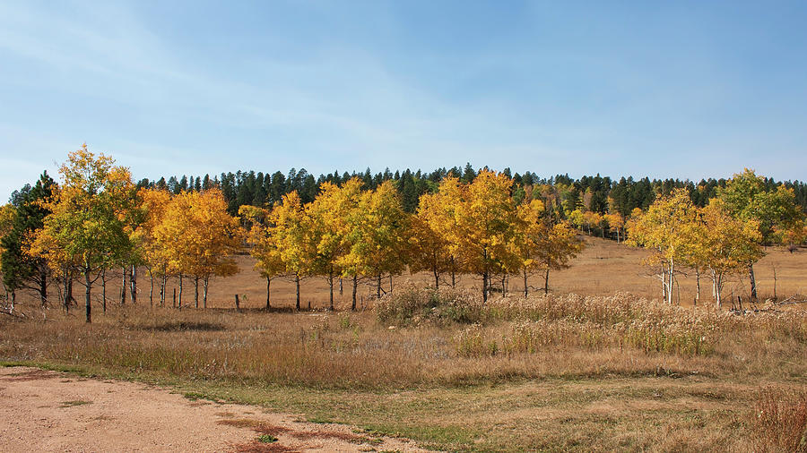 Golden Aspens Fall Colors  Photograph by Cathy Anderson