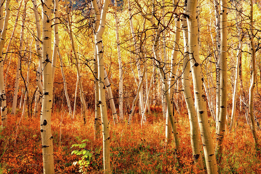 Golden Aspen Grove In Autumn Photograph by Gregory Ballos Golden Aspen Grove In Autumn Photograph by Gregory Ballos