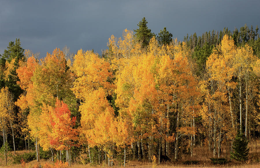 Golden Aspens in Uinta-Wasatch-Cache National Forest Photograph by Dawn Richards