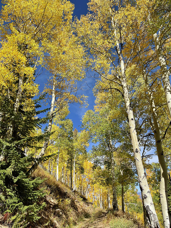 Golden Aspens Photograph by Jean Macaluso