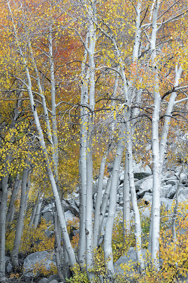 Forest Photograph - Golden Aspens by Lawrence Pallant Forest Photograph - Golden Aspens by Lawrence Pallant