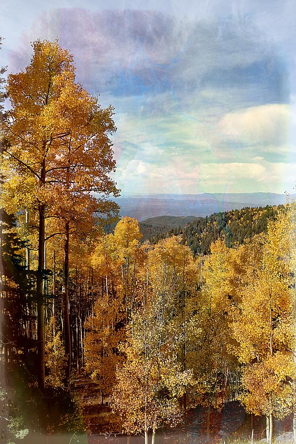 Golden Aspens New Mexico Photograph By Toni Abdnour Fine Art America
