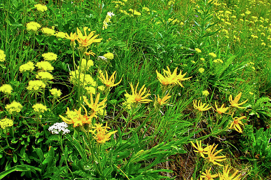 Golden Asters and Sulphur Flowers, Highline Trail, Glacier  National Park,Montana Photograph by Ruth Hager