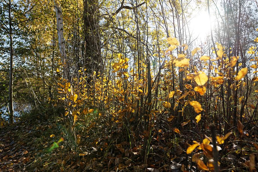 Golden Fall In October Woodland  Photograph by Aleksandrs Drozdovs