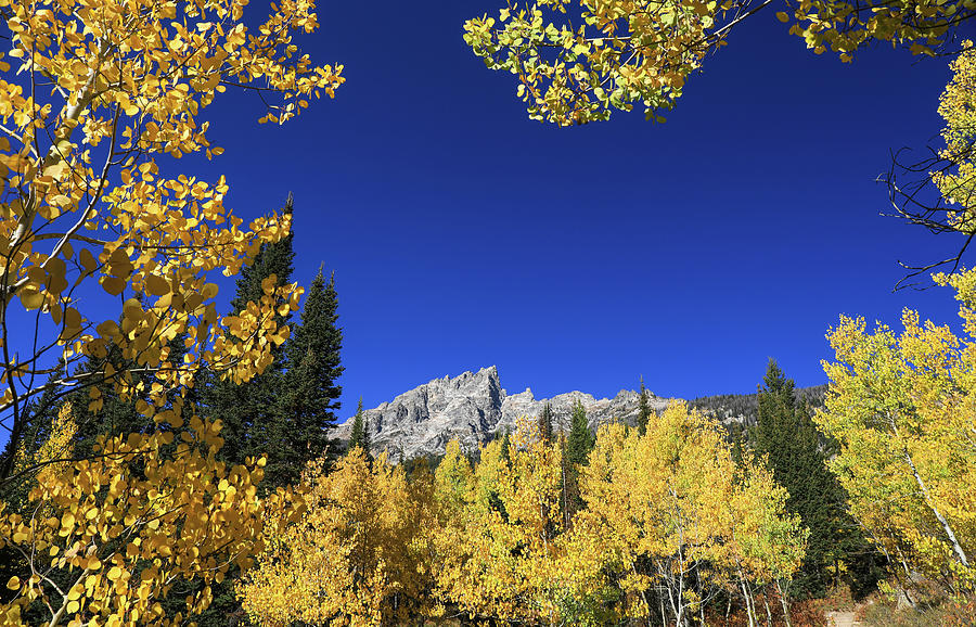 Golden Autumn Colors Of Grand Teton National Park Photograph by Dan Sproul