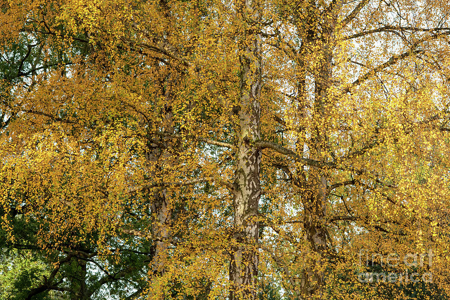 Golden Autumn Foliage Photograph by Tim Gainey