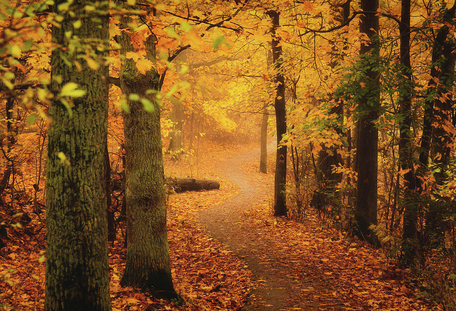 Golden Autumn Forest Photograph by Nicklas Gustafsson