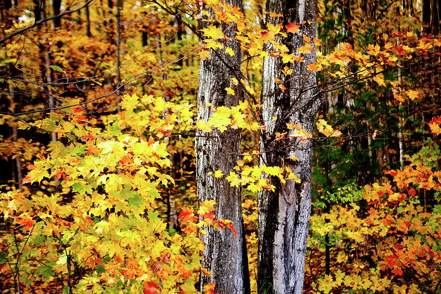 Golden Autumn Forest Photograph by Rich S