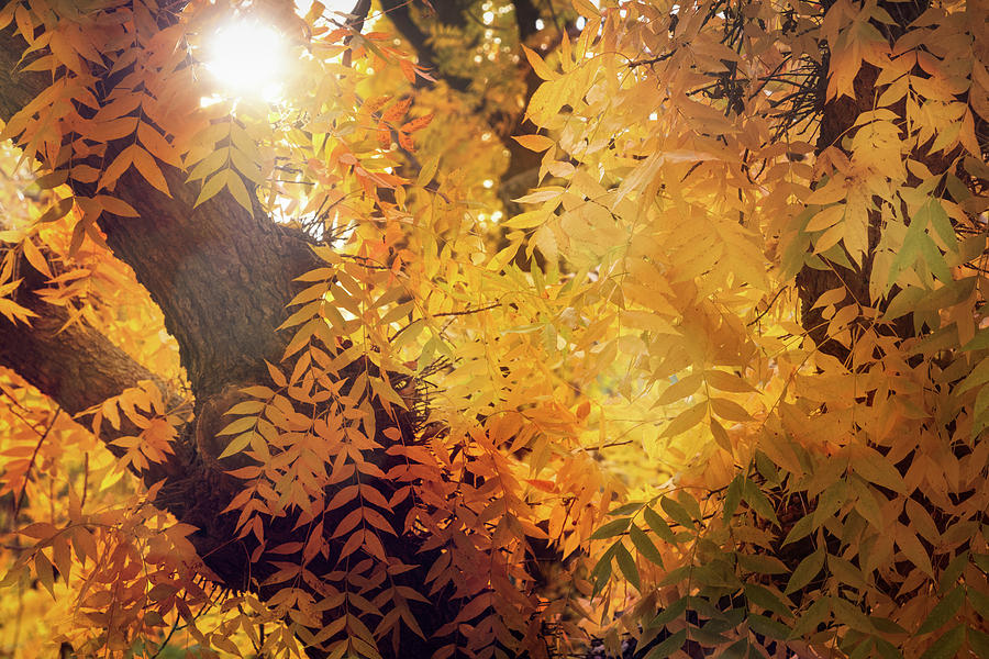 Golden Autumn Glow  Photograph by Saija Lehtonen
