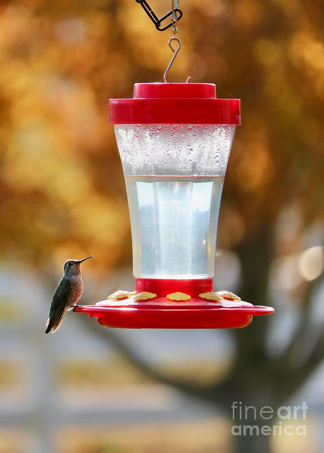 Golden Autumn Hummingbird Photograph by Carol Groenen