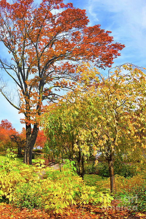 Golden Autumn In  Branch Brook Park Photograph
