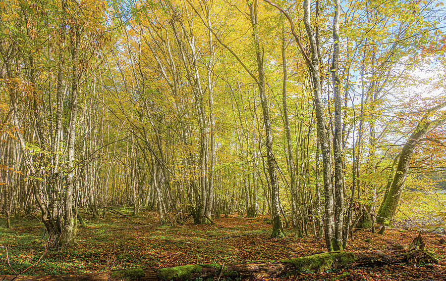 Golden autumn in Burgundy, France Photograph by Lyudmyla Pokryshen ...