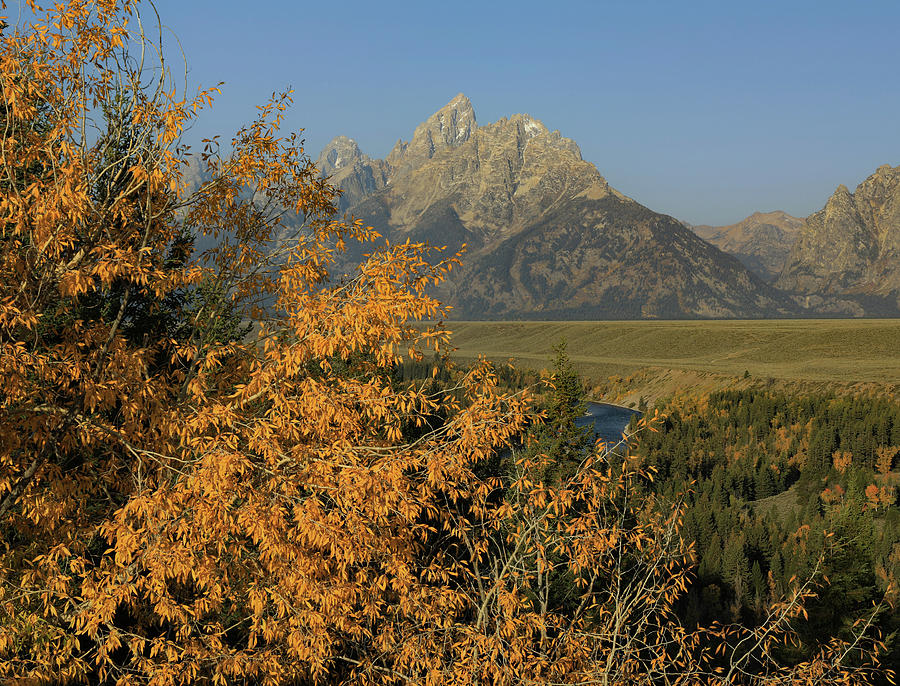 Golden Autumn In Grand Teton National Park Photograph by Dan Sproul