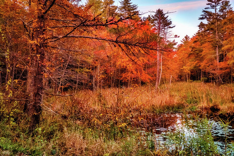 Golden Autumn In New England Photograph