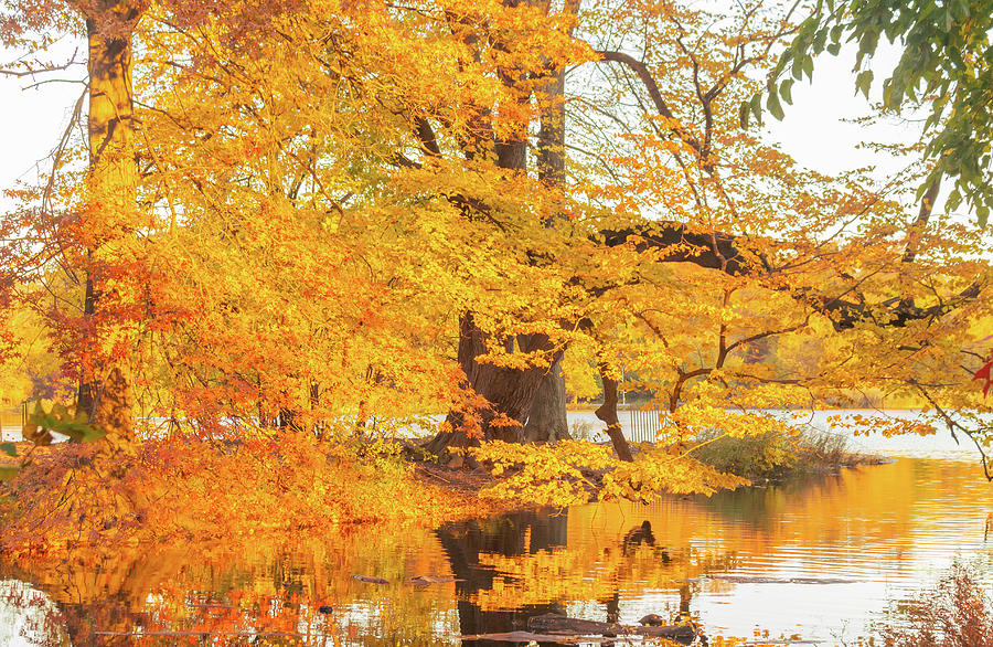 Golden Autumn in New York Photograph by Auden Johnson