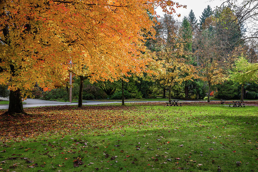 Golden autumn in the park  Photograph by Alex Lyubar