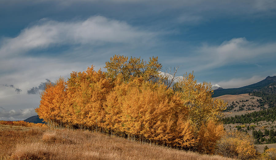 Golden Autumn in Tom Miner Basin, Montana Photograph by Marcy Wielfaert
