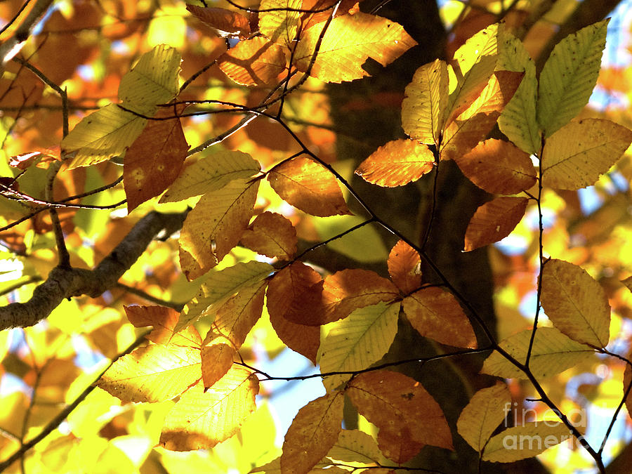 Golden Autumn Leaves Photograph by Dorothy Lee