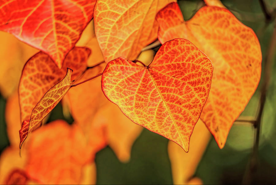 Golden Autumn Leaves Photograph