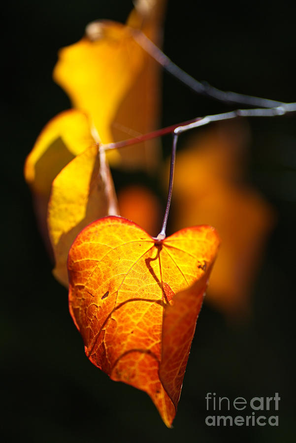 Golden Autumn Leaves Photograph by Joy Watson