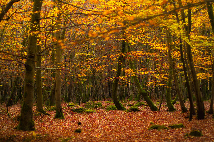 Golden autumn leaves on trees and forest floor Photograph by Tommyscapes