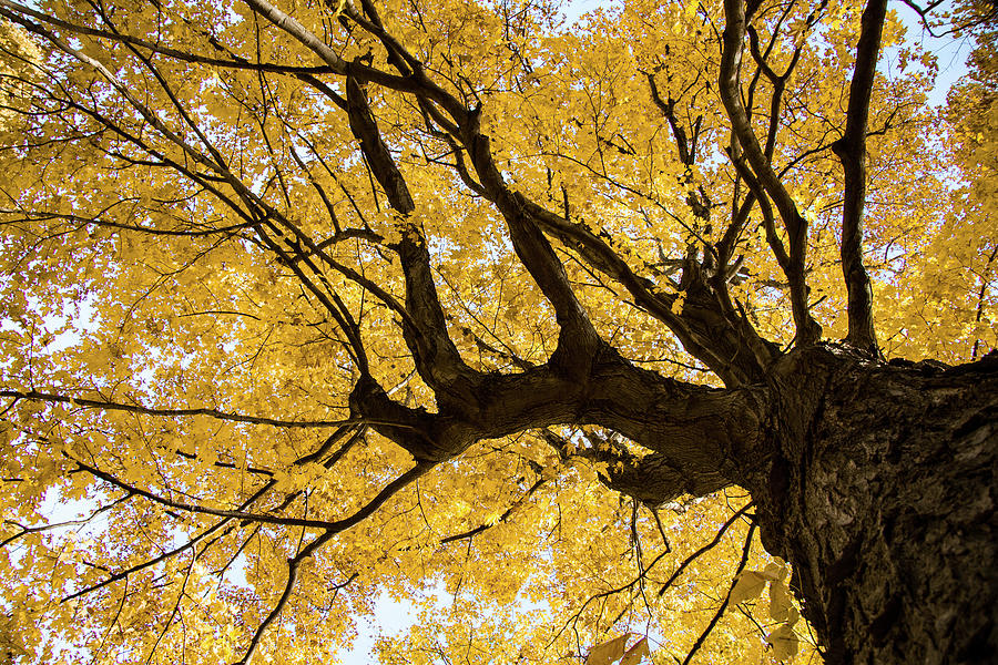 Golden Autumn Overhead Photograph by Jeff Folger