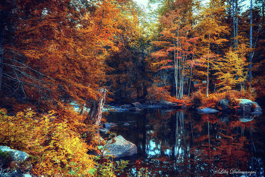Golden autumn scene a Photograph by Lilia S
