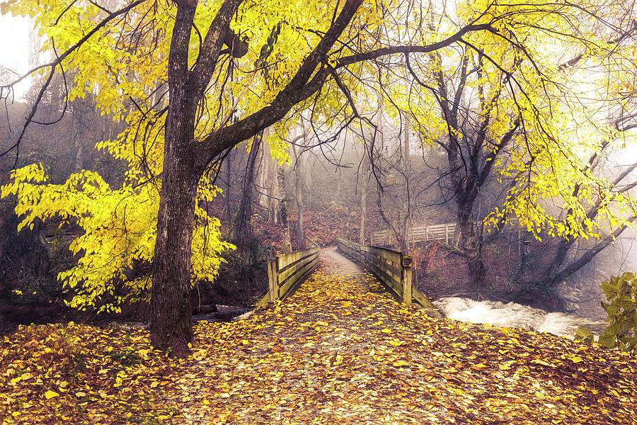 Golden Autumn Shower Photograph by Debra and Dave Vanderlaan