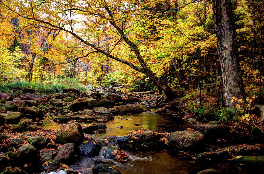 Golden Autumn Stream Photograph by Jean Hutchison