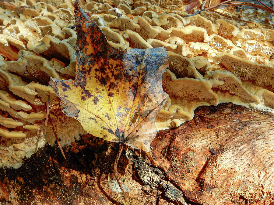 Fall Photograph - Golden Autumn Texture by Phil And Karen Rispin