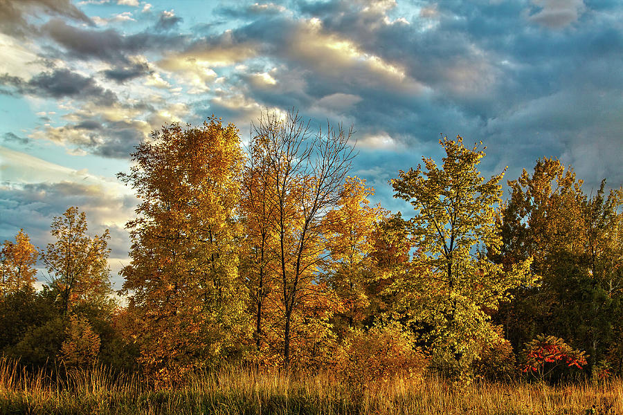Golden autumn trees in Ontario Photograph by Tatiana Travelways