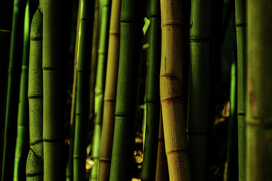 Golden Bamboo Photograph by Johnny Boyd