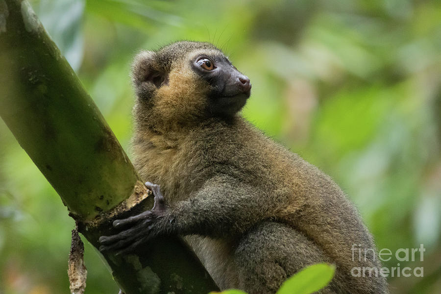 Wildlife Photograph - Golden Bamboo Lemur by Eva Lechner