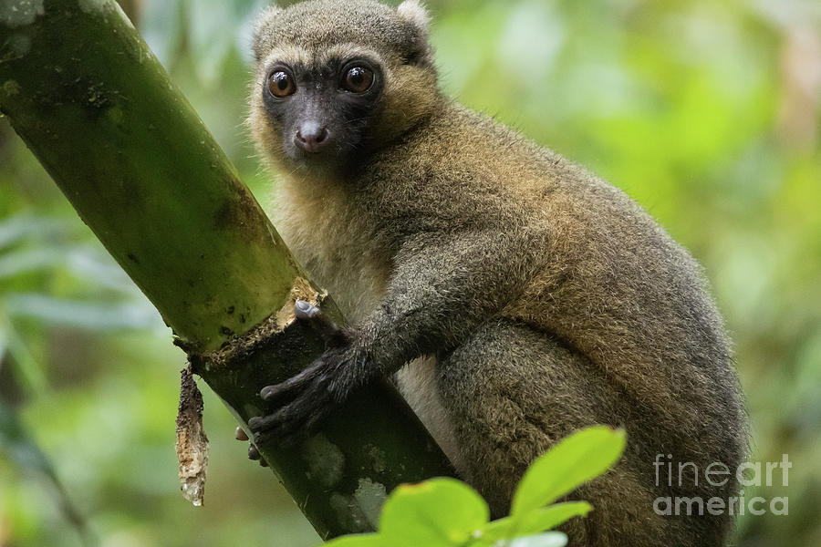 Golden Bamboo Lemur2 Photograph by Eva Lechner