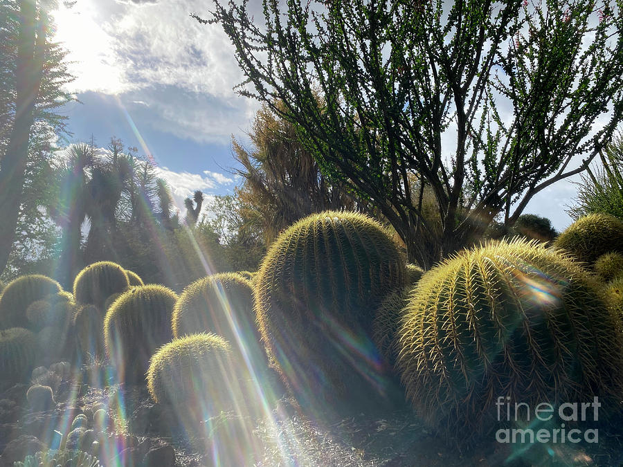 Golden Barrel Cactus in Sun Beams Photograph by Katherine Erickson