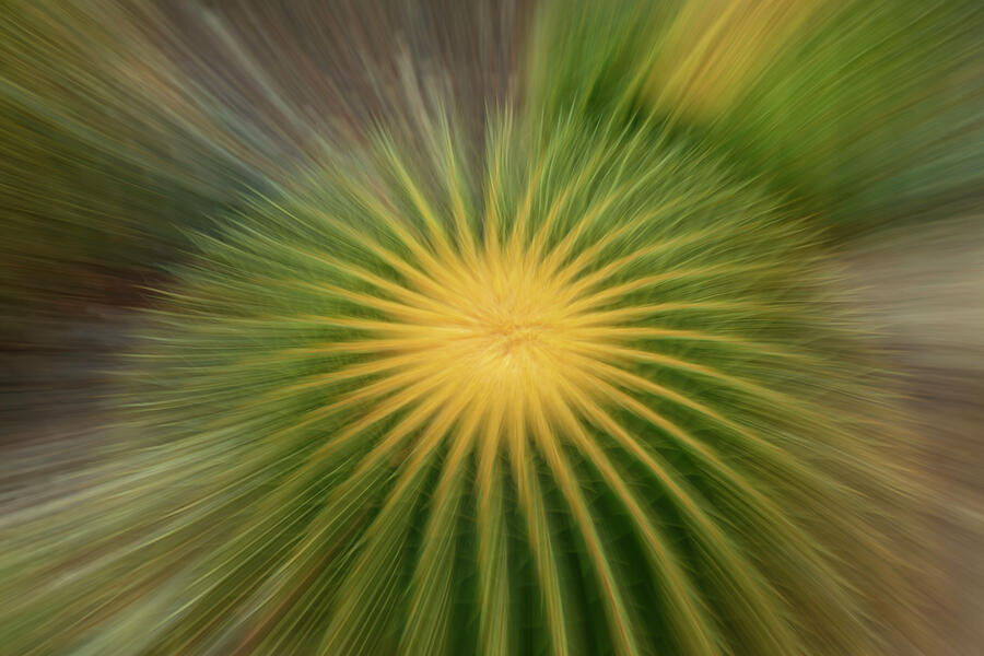 Golden Barrel Cactus Photograph by Cate Franklyn