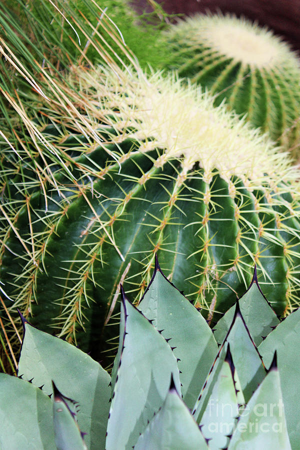 Golden Barrel Cactus Photograph by Dr Debra Stewart