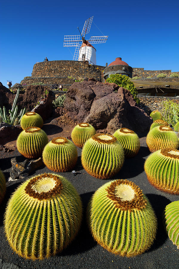 Golden Barrel Cactus. Lanzarote, Canary Islands, Spain 04 Photograph