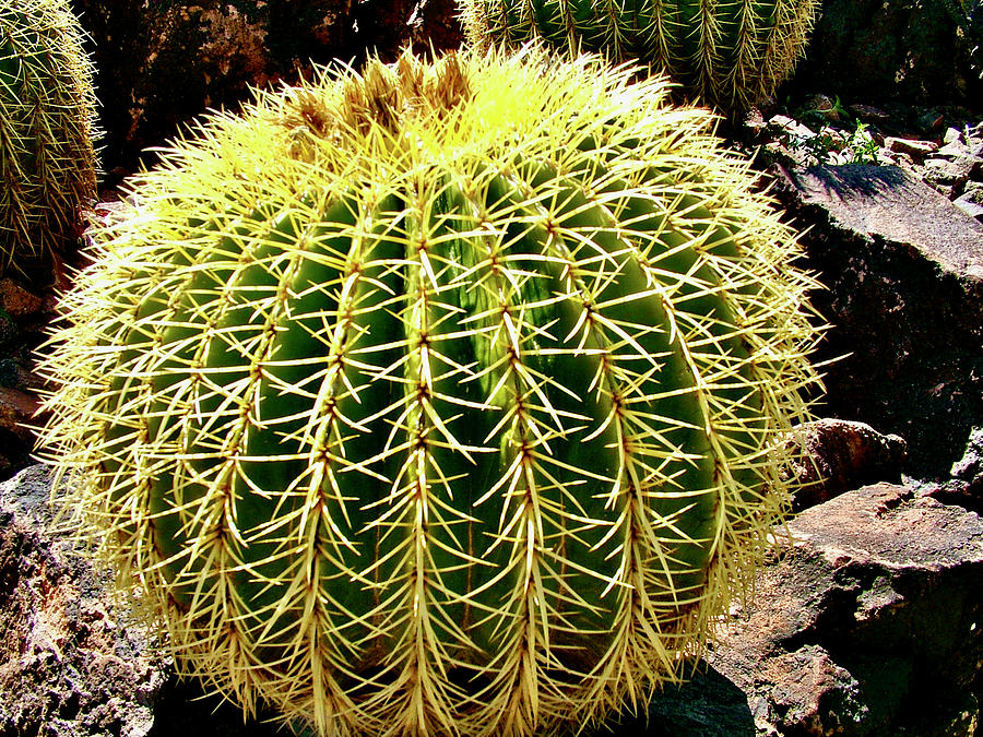 Golden Barrel Cactus, Phoenix Desert Botanical Garden, Arizona