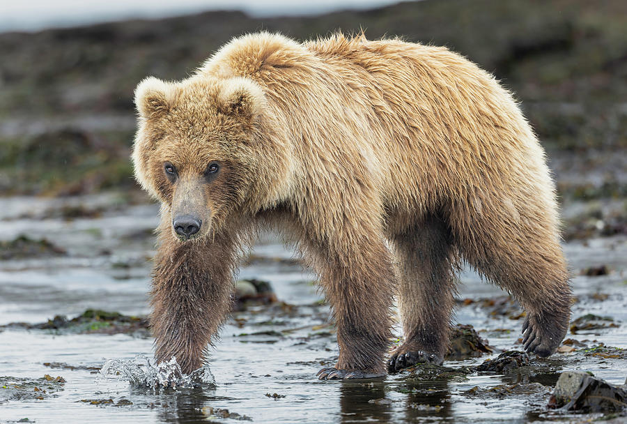 Golden Bear Photograph by Fran Gallogly