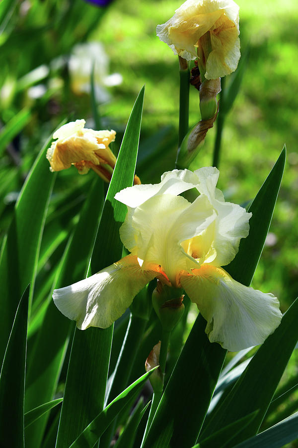 Golden Bearded Irises Photograph by Cynthia Westbrook