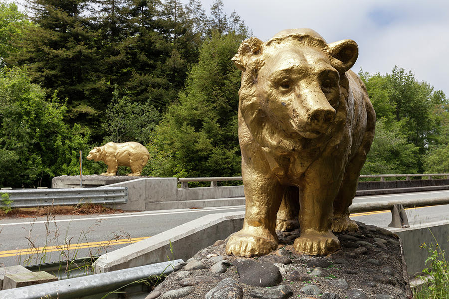 Golden Bears Photograph by Rick Pisio