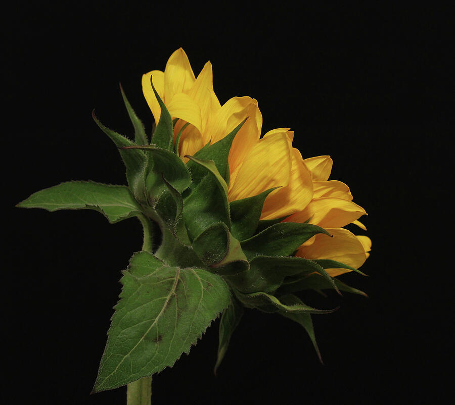 Sunflower Photograph - Golden Beauty by Judy Vincent