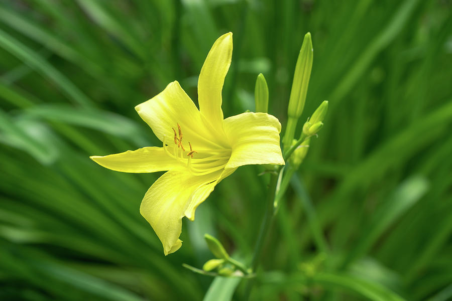 Golden Beauty on Emerald Green - A Solitary Daylily Bloom Photograph by Georgia Mizuleva